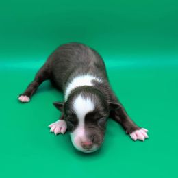 Remi3Girl2- RTF,Long,AKC,OFA,Genetics - Red tri-color female Australian Shepherd puppy in South Hill, Virginia from Silverside Aussies LLC