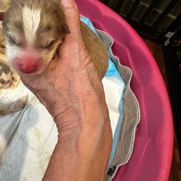 Boy Merle - Merle male Pomsky puppy in Leesburg, Virginia from Capital Pomsky