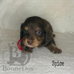 Spice - Chocolate and cream male Dachshund puppy in Lexington, Oklahoma from BooneDox Miniature Dachshunds
