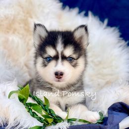 Bento - Black and white male Pomsky puppy in Hawaii from Island Pomskies
