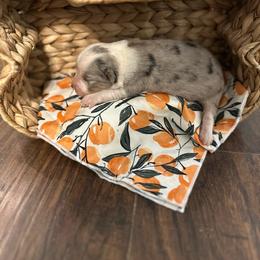 Peaches - Blue merle female Miniature Australian Shepherd puppy in Doddridge, Arkansas from Huddleston Farm