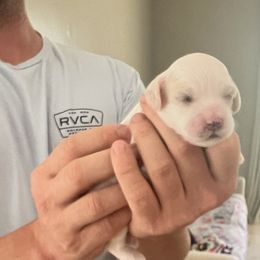 Cockapoo Puppies from Brevard County Cockapoos