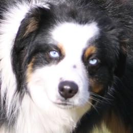 Miniature Australian Shepherd puppies from LongMile Aussies