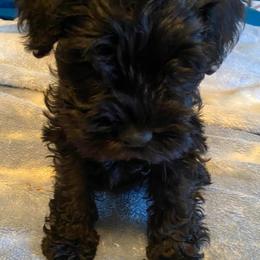 Miniature Schnauzers from Farmers Creek Kennel