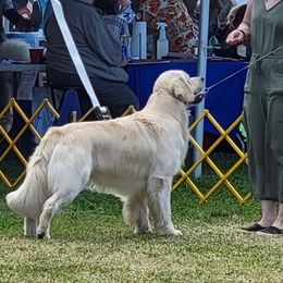 Golden Retrievers from Southwind Kennel