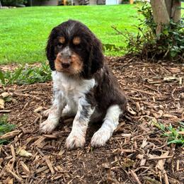 Sadie - Tri-Roan female English Springer Spaniel puppy in Westminster, South Carolina from Hidden Valley Springers