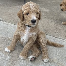 Snickers (Black) - Apricot Goldendoodle puppy in Spearfish, South Dakota from Hillsview Farm