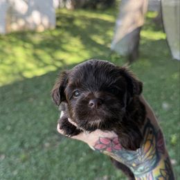 Boy 1 - Black and gold male Yorkshire Terrier puppy in Debary, Florida from Behrens_Beauties