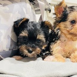 Boy 1 - male Yorkshire Terrier puppy in Bastrop, Texas from Broadway's Little Blessings