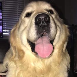 Golden Retrievers from Aurelia Retrievers