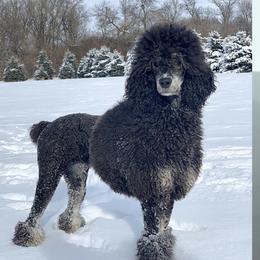 Stella - Poodle