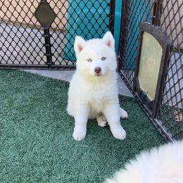 Saber - Transport Available - White female Siberian Husky puppy in Mountain House, California from Limitless Huskies