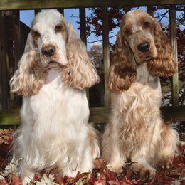 English Cocker Spaniels and Irish Water Spaniels from Landacre Irish Water Spaniels and English Cocker Spaniels