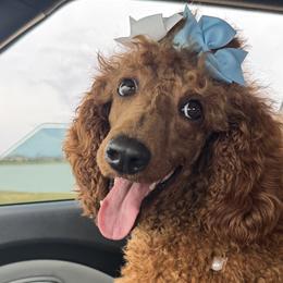 Poodles from DL House of Poodles