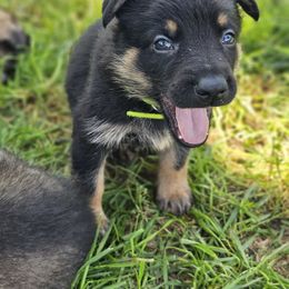 German Shepherd Puppies from Von Thomson Haus