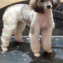 Poppy - Poodle