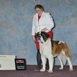 Saint Bernard All Grown Up from Metal Saints