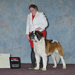 Saint Bernard All Grown Up from Metal Saints