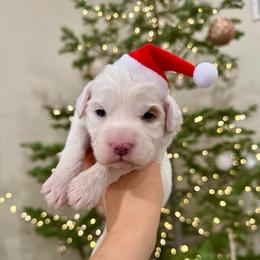 Chai - Parti male Goldendoodle puppy in Rio Linda, California from Plush Doodles