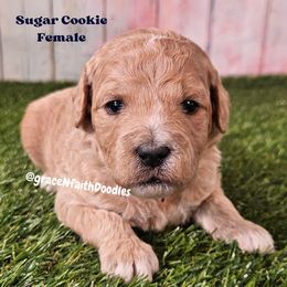 Sugar Cookie - Cream female Goldendoodle puppy in Peytno, Colorado from Grace N Faith Doodles