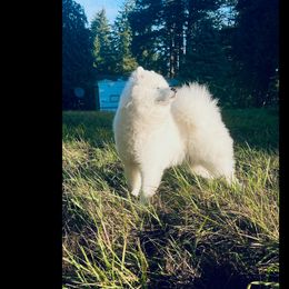 Samoyed Puppies from White Cloud Samoyeds