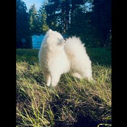 Samoyed Puppies from White Cloud Samoyeds