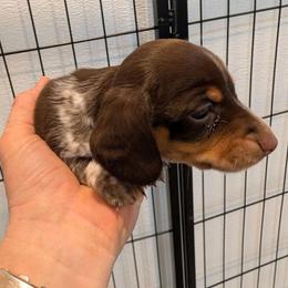 Luke - Chocolate and tan male Dachshund puppy in Blanchard, Oklahoma from Dusty Road Doxies