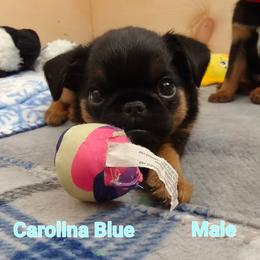 Brussels Griffon Puppies from Little Griffons