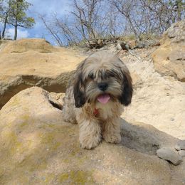 Cocoa - Red Cavapoo puppy in Calhan, Colorado from Poppying Up Puppies