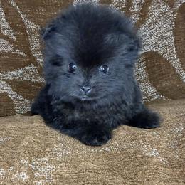 Markie - Black male Pomeranian puppy in Tucson, Arizona from Kristy's Pomeranians