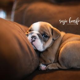Bulldog Puppies from Lunsford Bulldogs