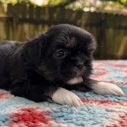 Boy 1 - Black gold and white male Shih Tzu puppy in Mobile, Alabama from FluffyTail Shih Tzu