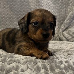 Dachshund Puppies from MD Dachshunds