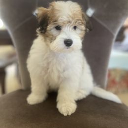 Coton de Tulear Puppies from Cotoncutie