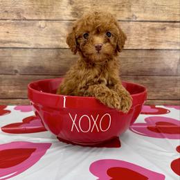 Rebel - Red female Cockapoo puppy in Beresford, South Dakota from DAKOTA DOOD RANCH