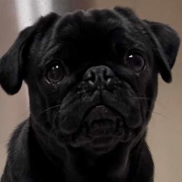 Nixxie - Pug