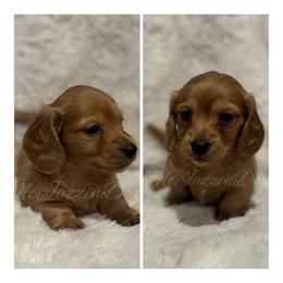 Enzo (AKC) - Cream male Dachshund puppy in Chehalis, Washington from McJazzin Doxies