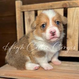Braford - Red male Pembroke Welsh Corgi puppy in Benton, Arkansas from High Cotton Corgis