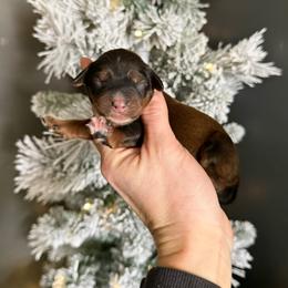 Mocha - Red female Australian Labradoodle puppy in Wamego, Kansas from Doodles of Oz