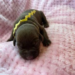 Boy 5 - male Labrador Retriever puppy in Gainesville, Georgia from Rucker Retrievers