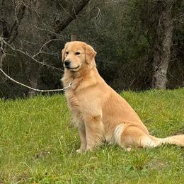 Tango - Golden Retriever