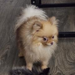 Pomeranians from Pamispoms