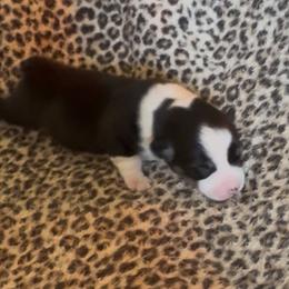 Tri Male 3 - Black and tan male Pembroke Welsh Corgi puppy in Weatherford, Texas from Flyin H Corgi’s