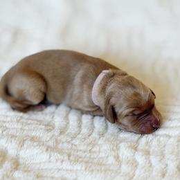 Madison - Pink - Dark golden female Golden Retriever puppy in San Martin, California from Church Creek Retrievers
