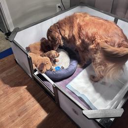 Goldendoodle Puppies from Jerry's Golden Girls