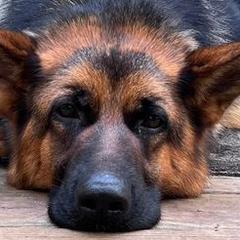 German Shepherds from Grum Majestat's German Shepherds