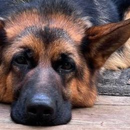 German Shepherds from Grum Majestat's German Shepherds