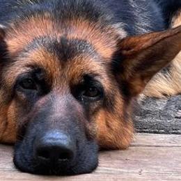 German Shepherds from Grum Majestat's German Shepherds