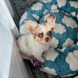 Blair - 3750 - Merle female Chihuahua puppy in Beaumont, Texas from Down south pups