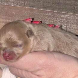 Joe dirt - Lavender male Pomeranian puppy in Fayetteville, North Carolina from Tar-heel Poms